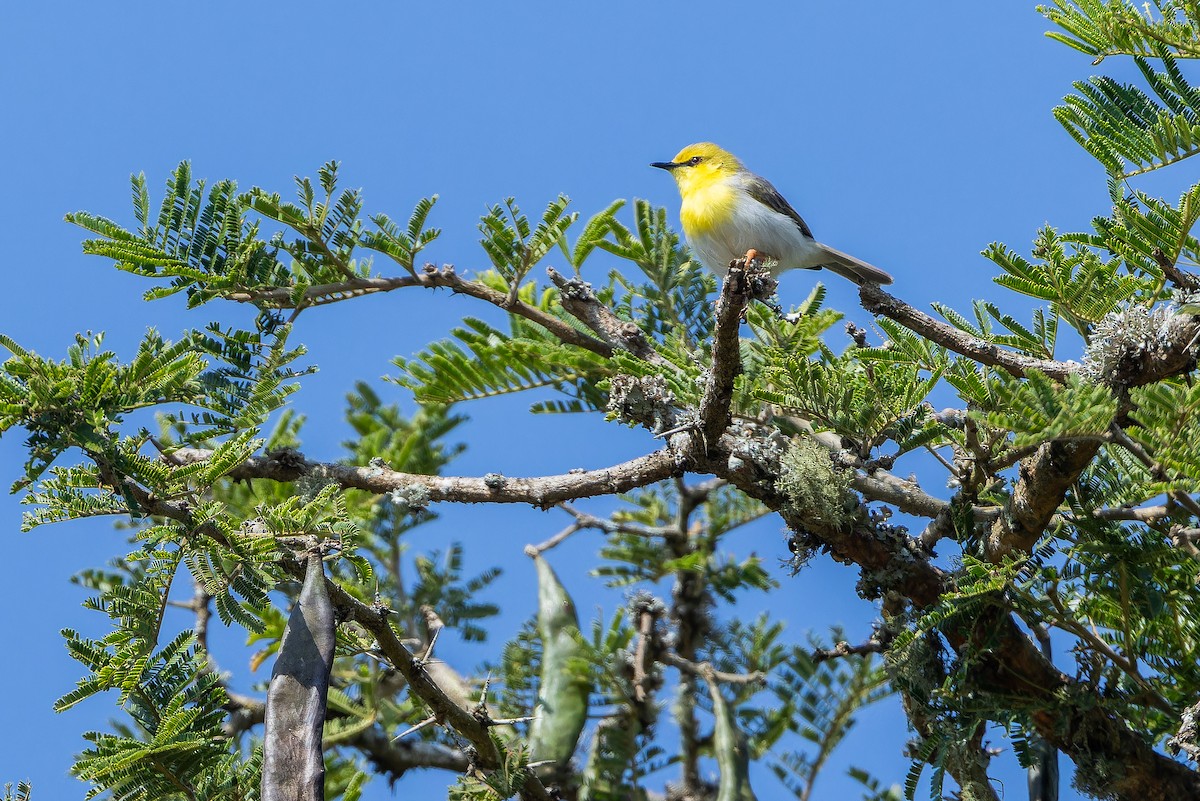 Green-capped Eremomela - ML642439194