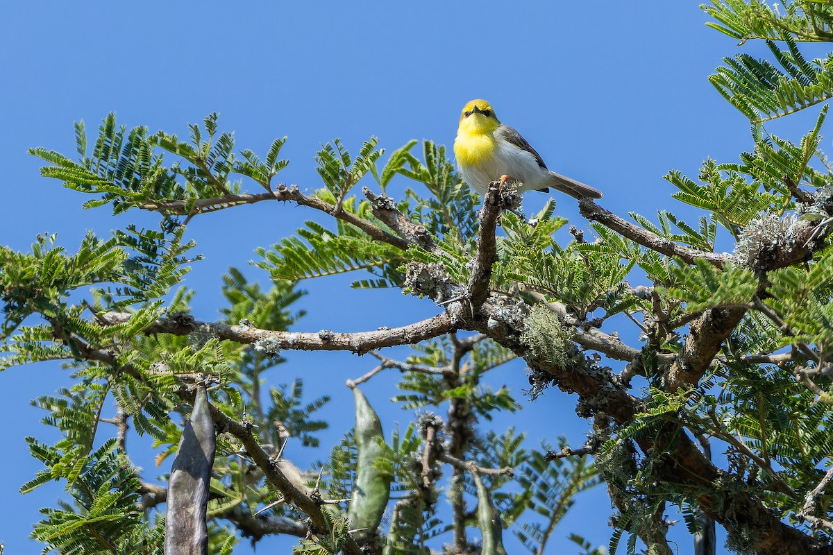 Green-capped Eremomela - ML642439195