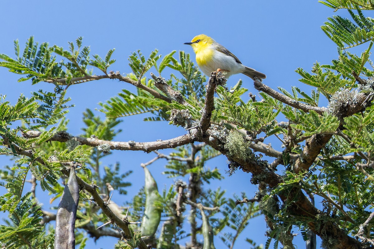 Green-capped Eremomela - ML642439196