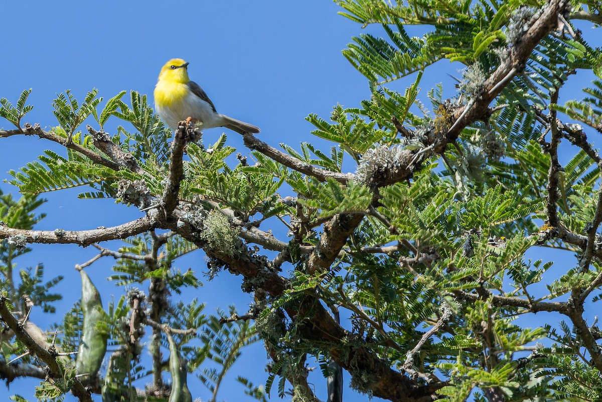 Green-capped Eremomela - ML642439197