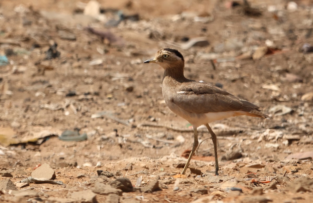 Peruvian Thick-knee - ML642439199