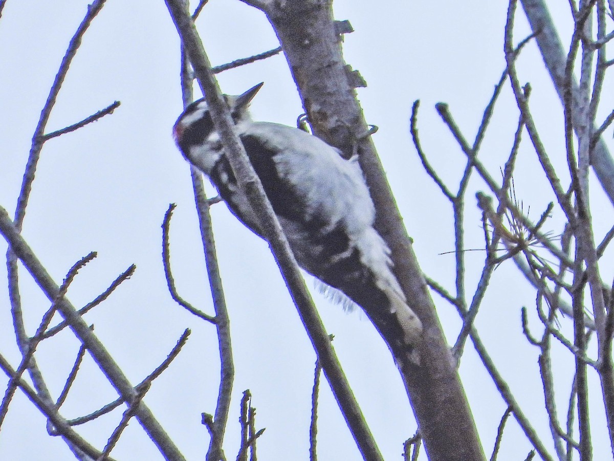 Downy Woodpecker - ML642439208