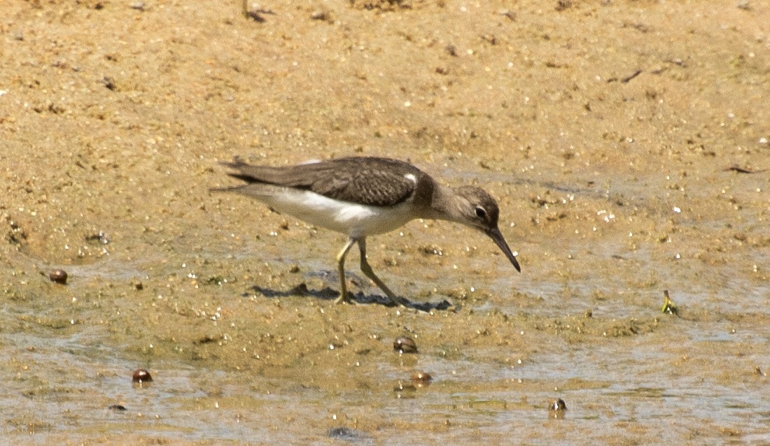 Spotted Sandpiper - ML642439215