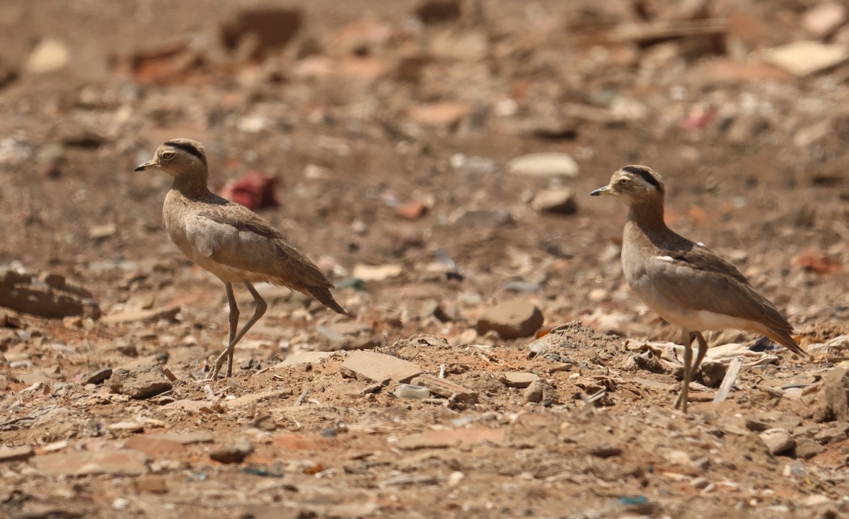 Peruvian Thick-knee - ML642439216