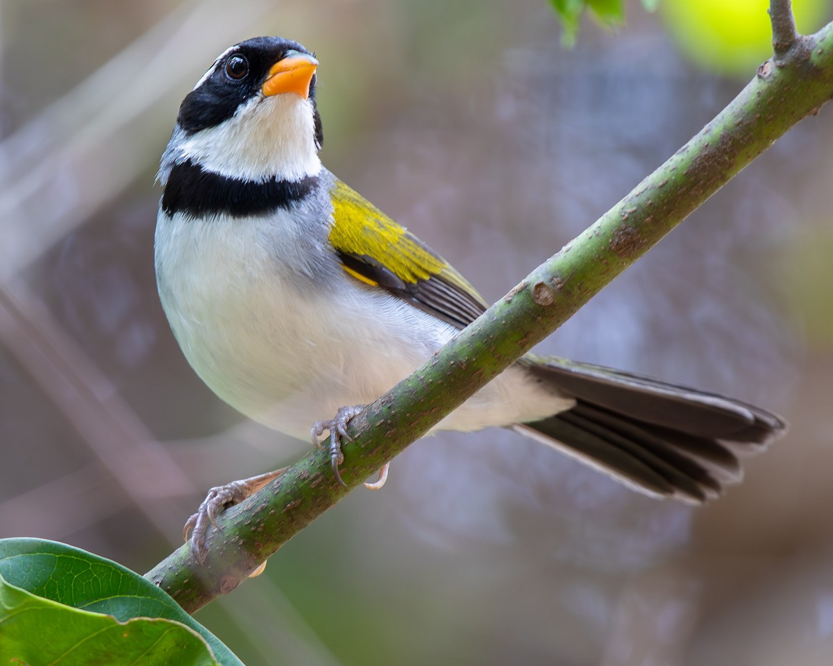 Saffron-billed Sparrow (Saffron-billed) - ML642439222