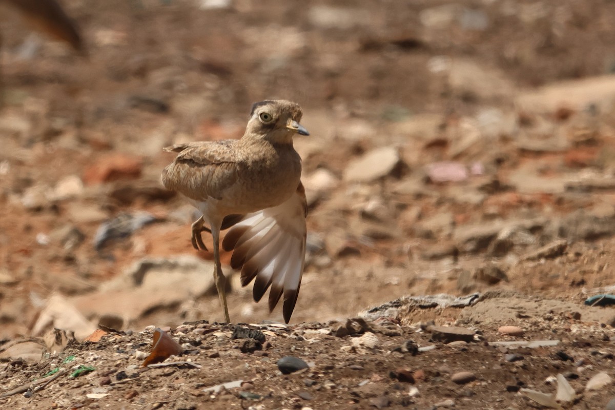 Peruvian Thick-knee - ML642439243