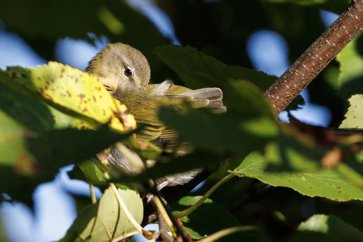 Tennessee Warbler - ML642439252