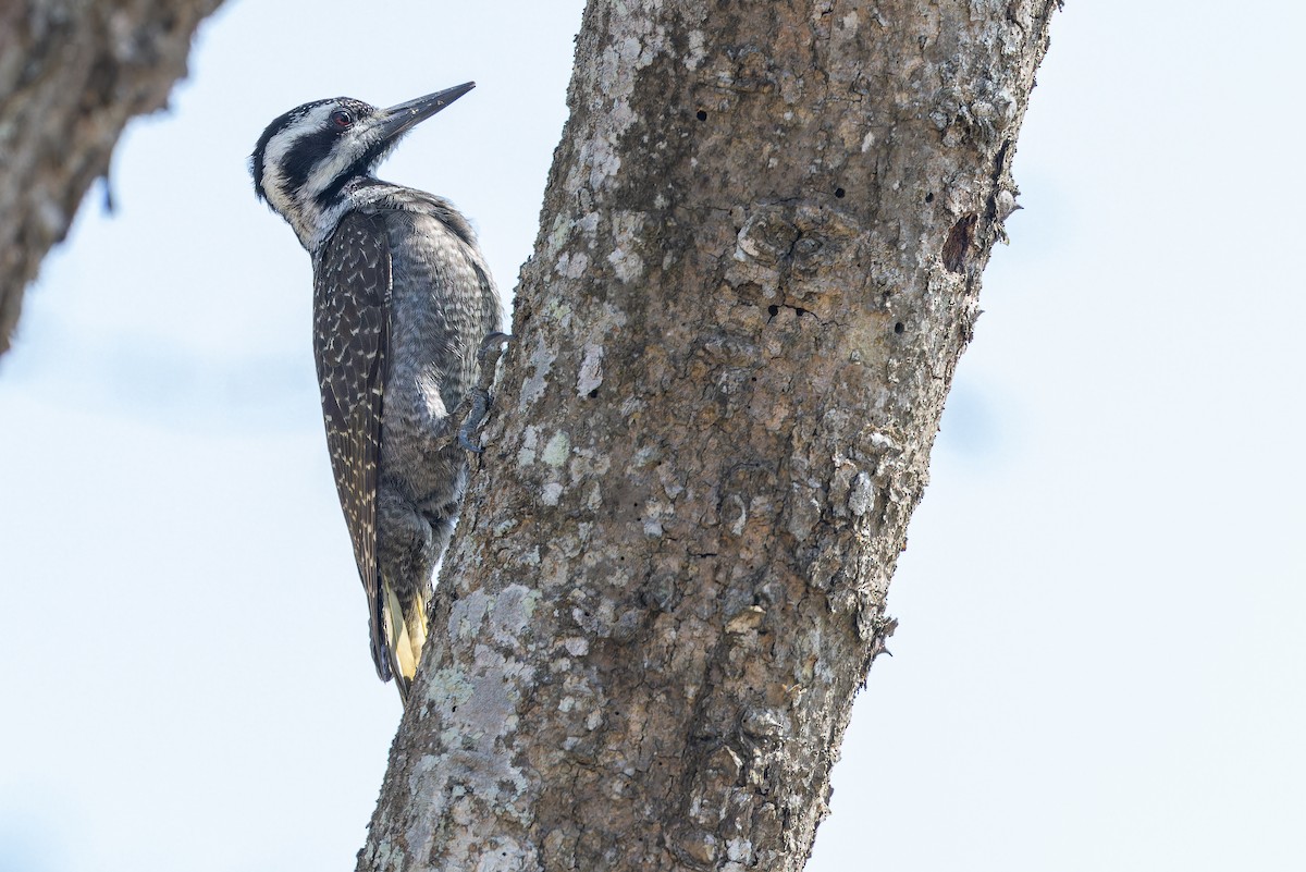 Bearded Woodpecker - ML642439253