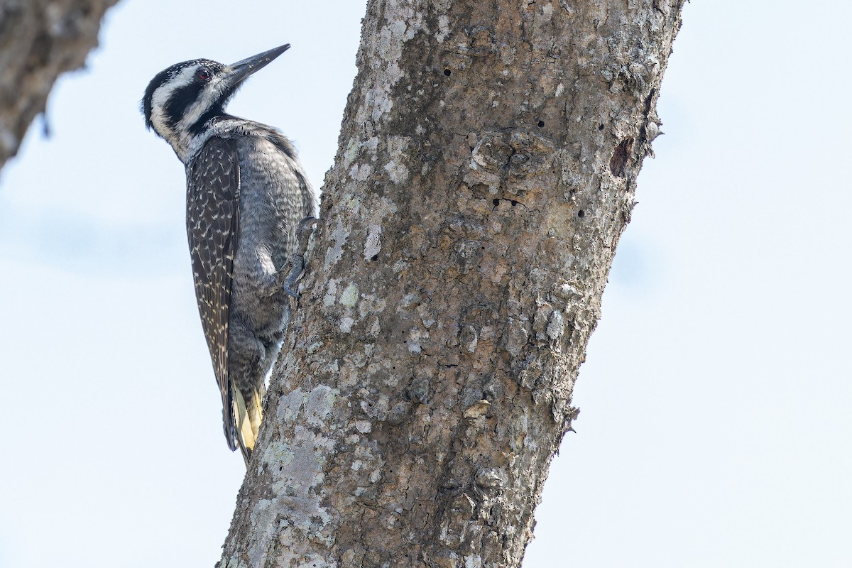 Bearded Woodpecker - ML642439254