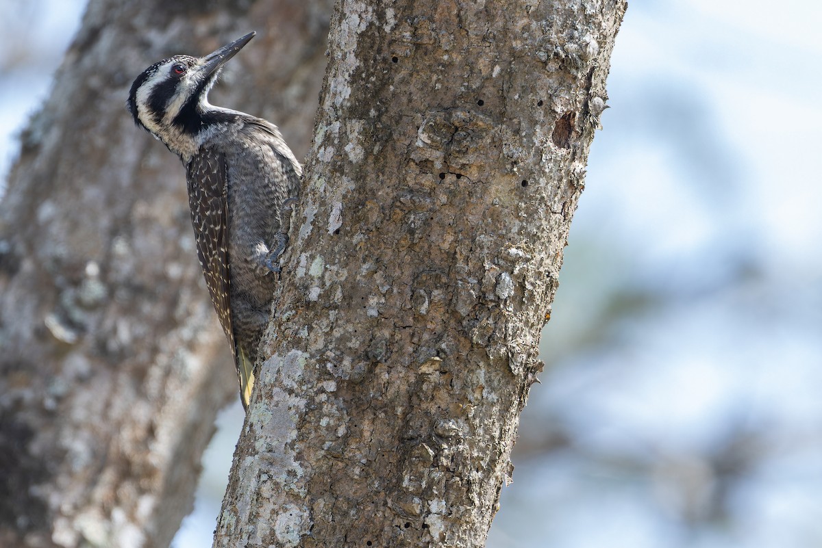 Bearded Woodpecker - ML642439255