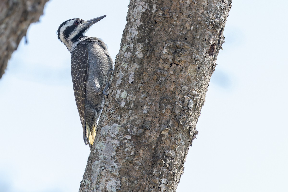 Bearded Woodpecker - ML642439256