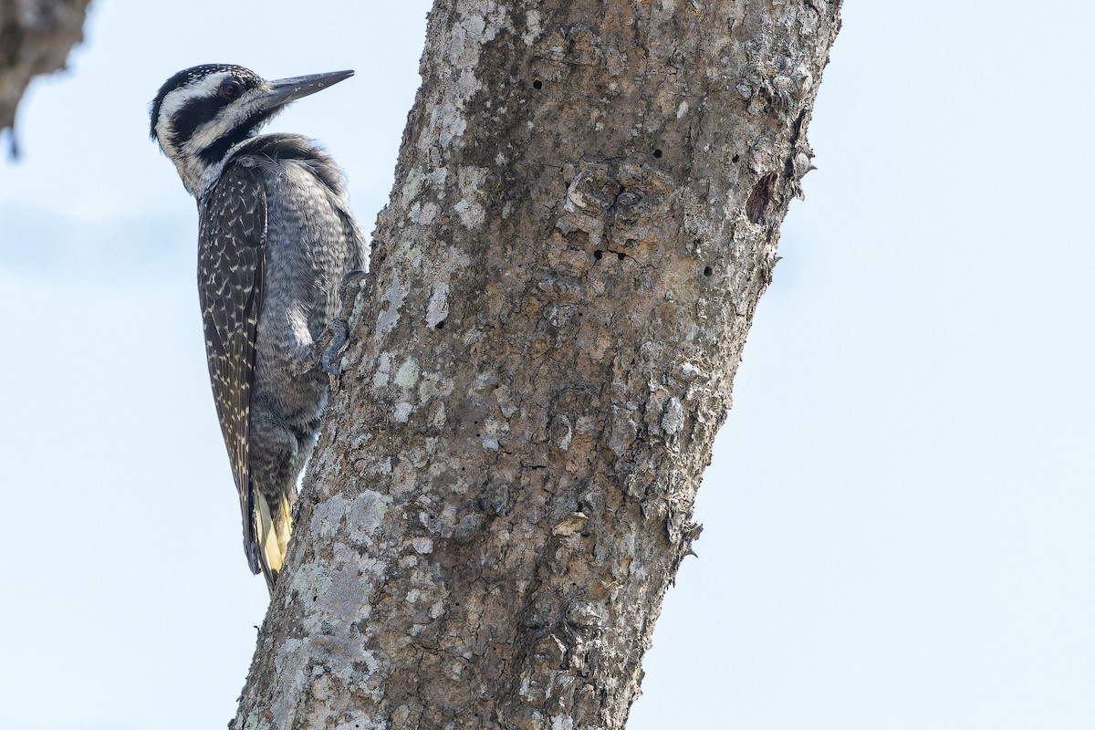 Bearded Woodpecker - ML642439257