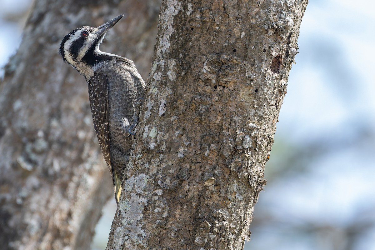 Bearded Woodpecker - ML642439258
