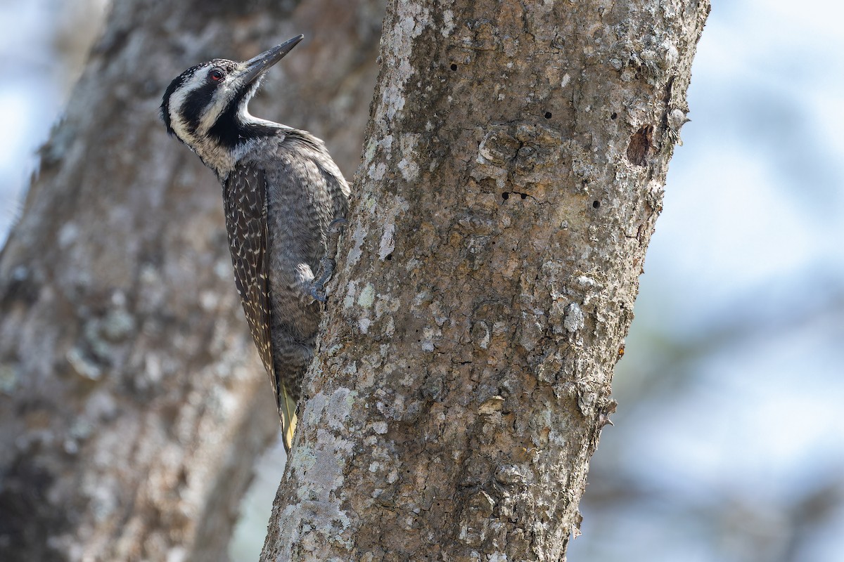 Bearded Woodpecker - ML642439259