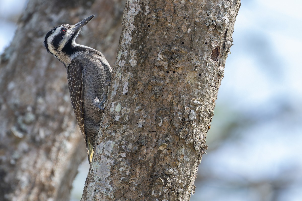 Bearded Woodpecker - ML642439260