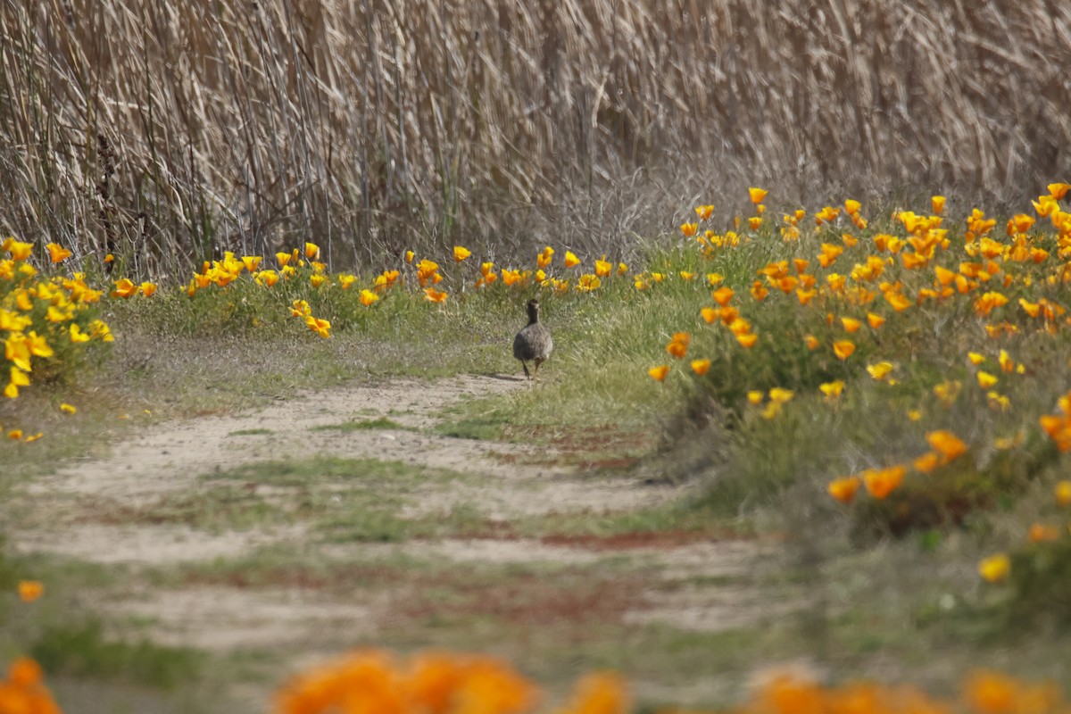 Chilean Tinamou - ML642439272