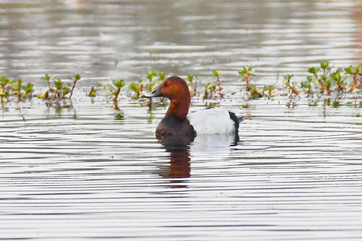 Common Pochard - ML642439279