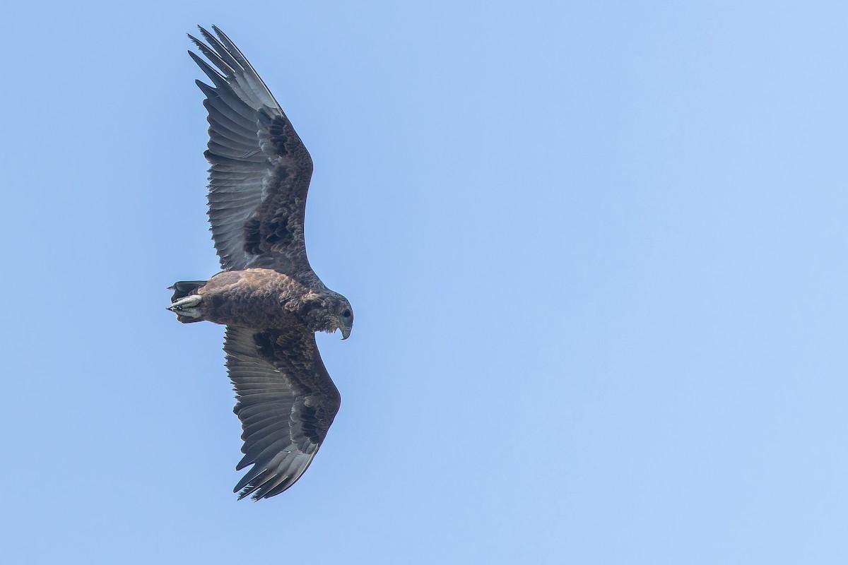 Bateleur - ML642439291