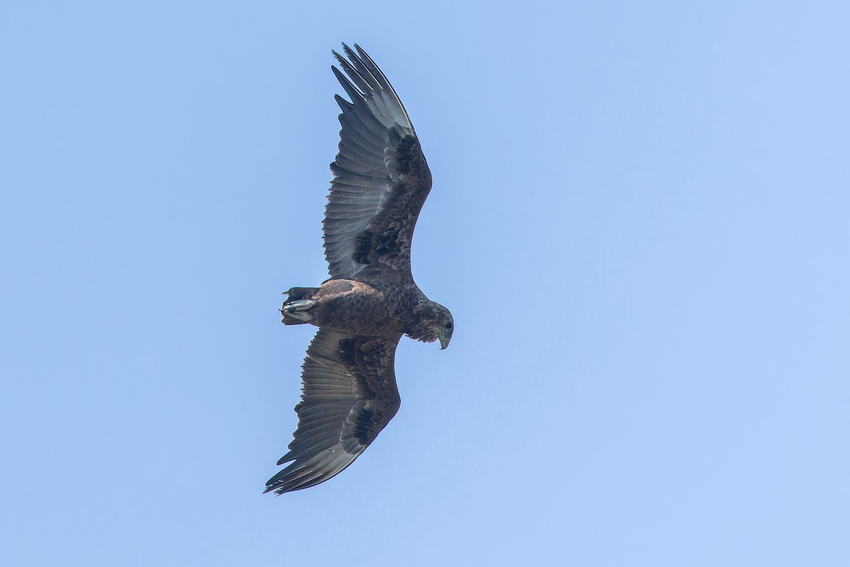 Bateleur - ML642439292