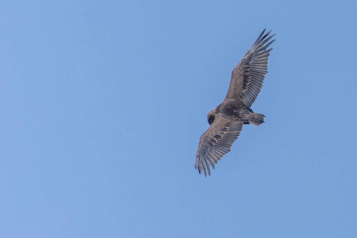 Bateleur - ML642439293