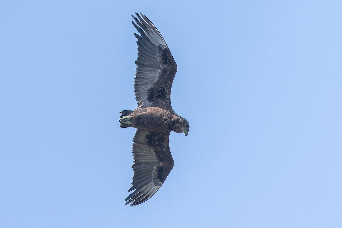 Bateleur - ML642439294