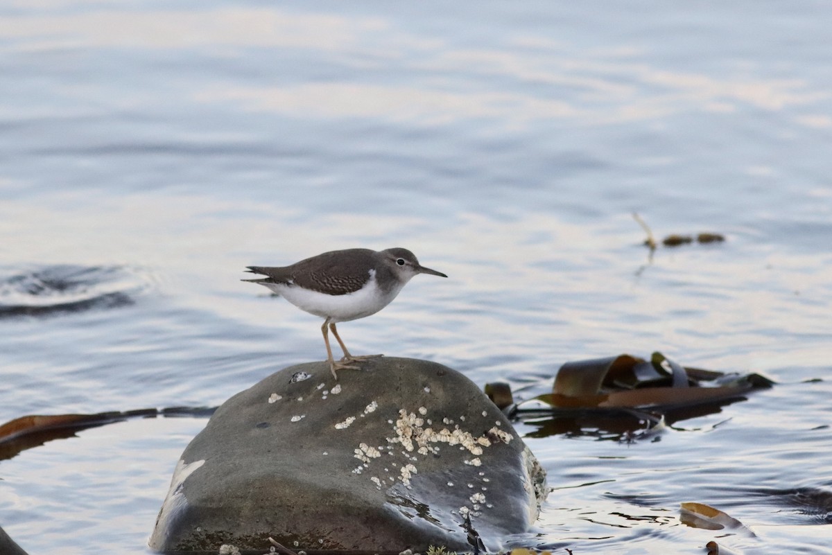 Spotted Sandpiper - ML642439304