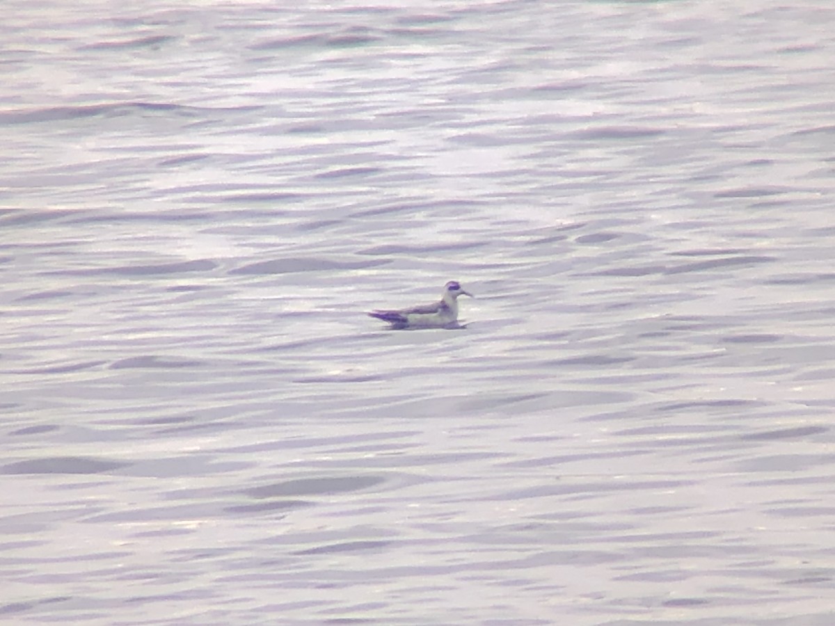 Phalarope à bec large - ML642439357
