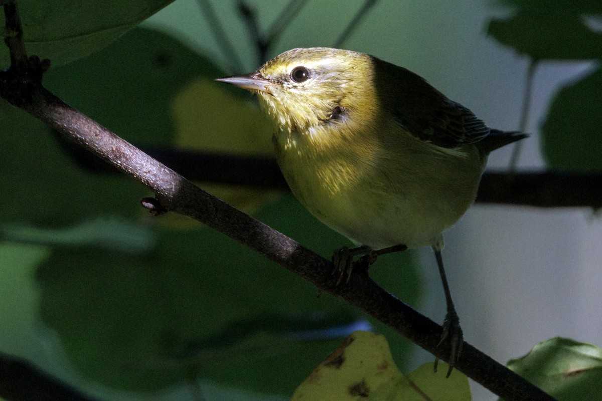 Tennessee Warbler - ML642439377