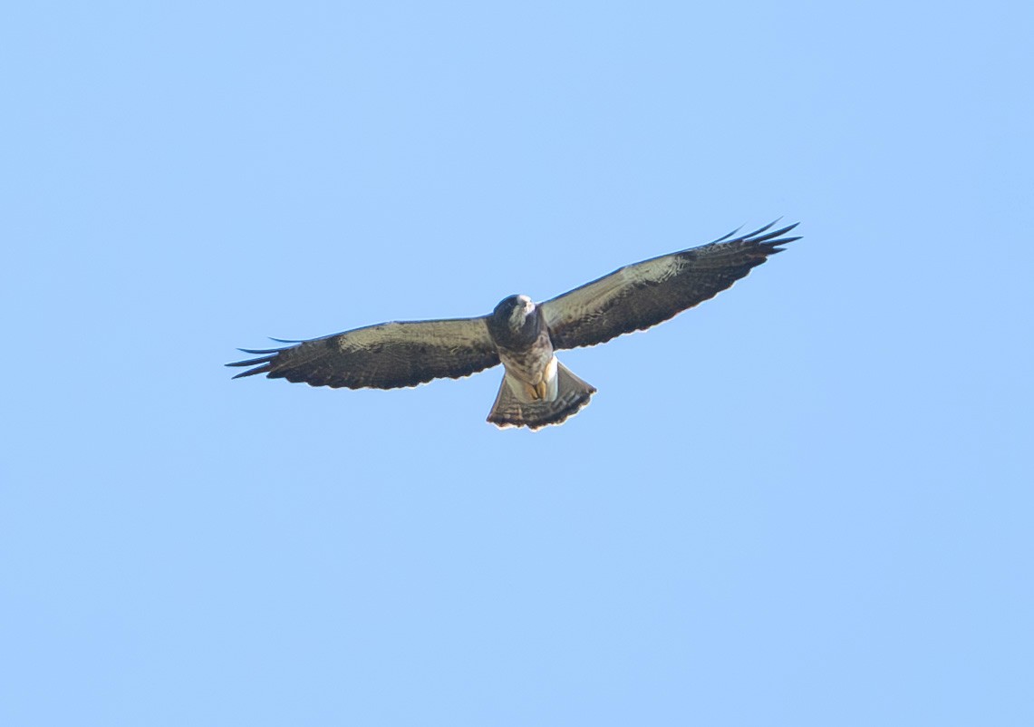 Swainson's Hawk - ML642439388