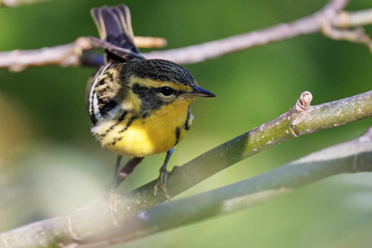 Blackburnian Warbler - ML642439390