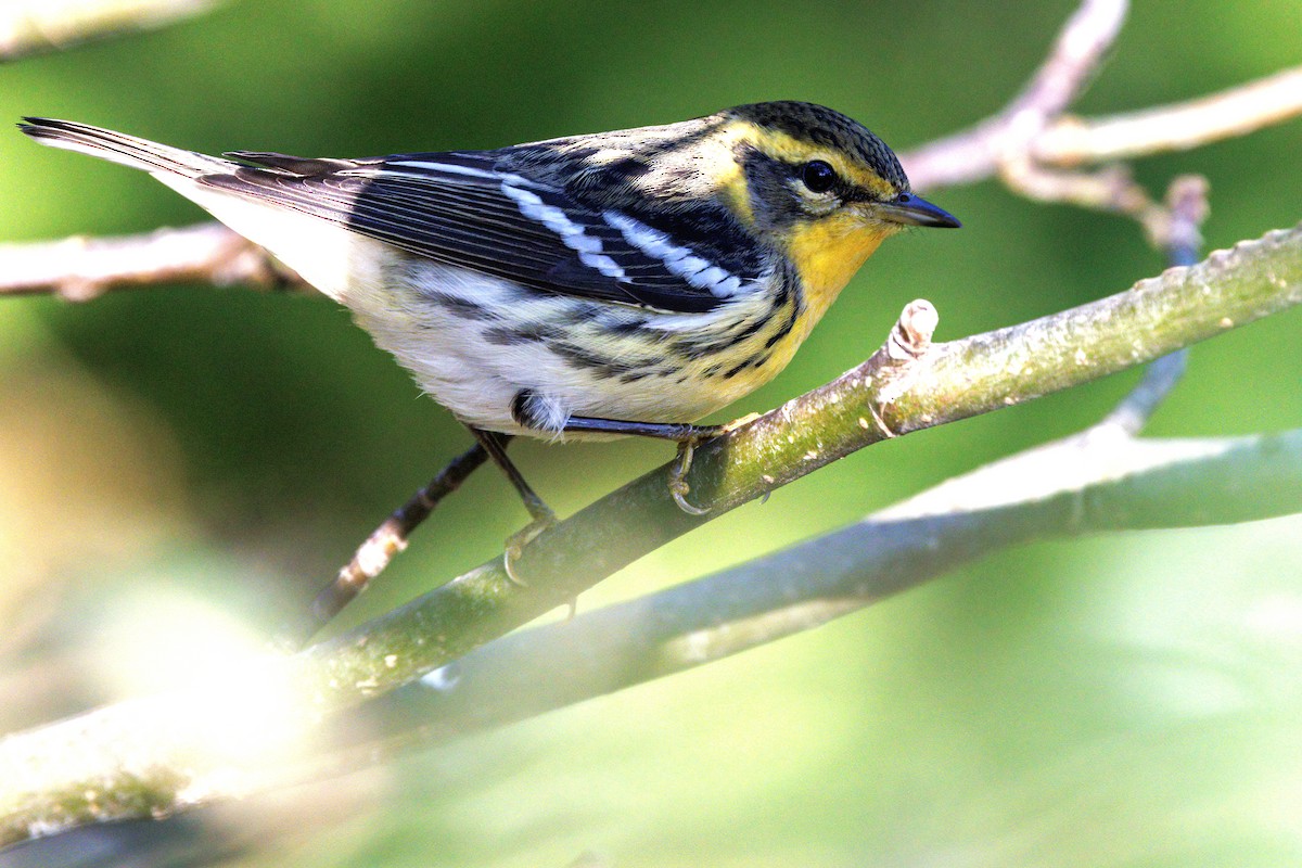 Blackburnian Warbler - ML642439391