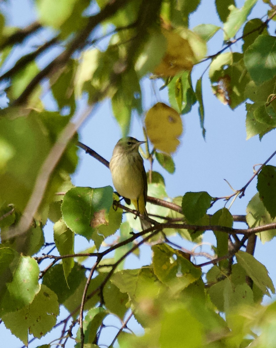 Palm Warbler - ML642439397