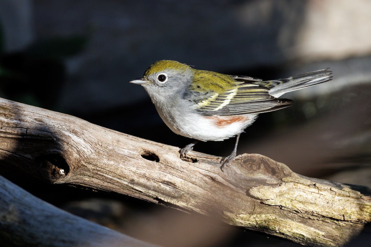 Chestnut-sided Warbler - ML642439422