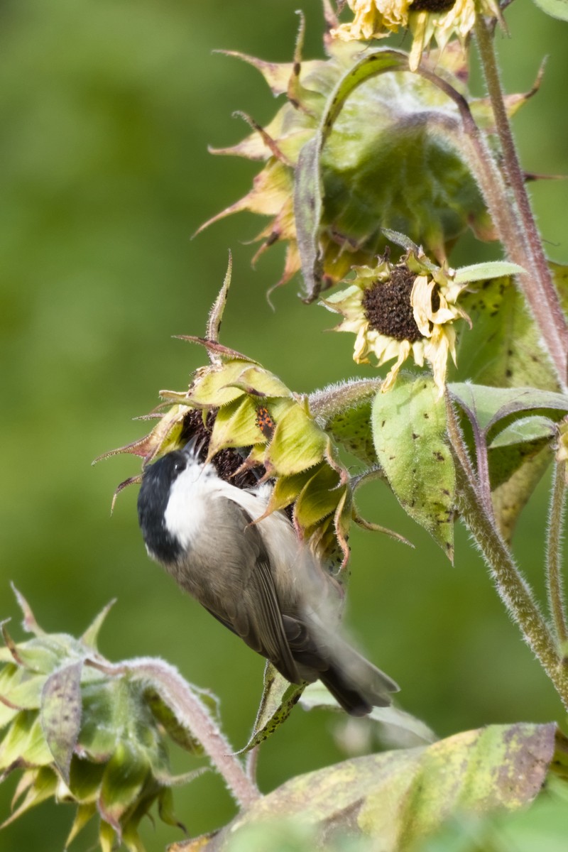 Marsh Tit - ML642439430