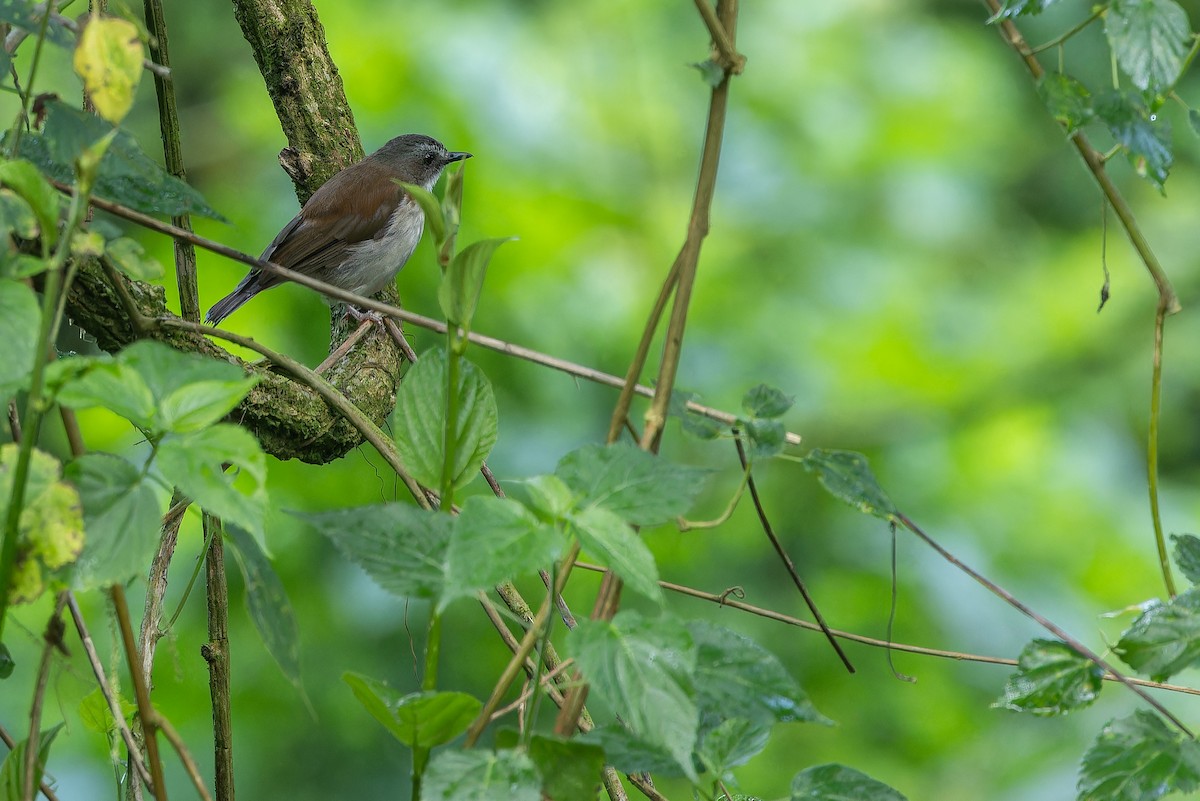 Brown-chested Alethe (Brown-chested) - ML642439431