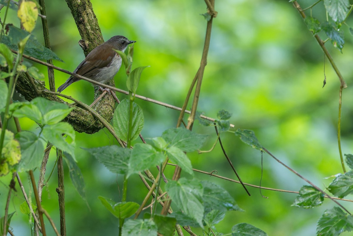 Brown-chested Alethe (Brown-chested) - ML642439434