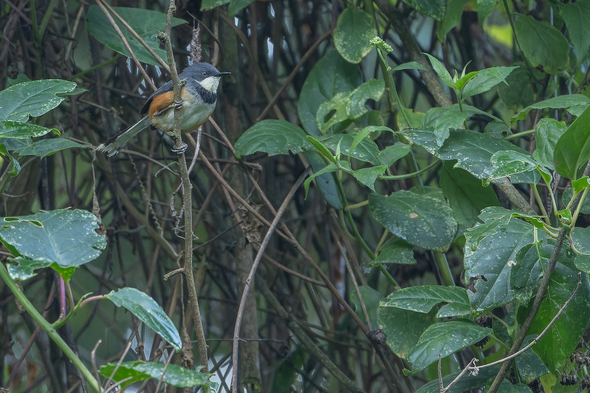 Black-collared Apalis - ML642439451