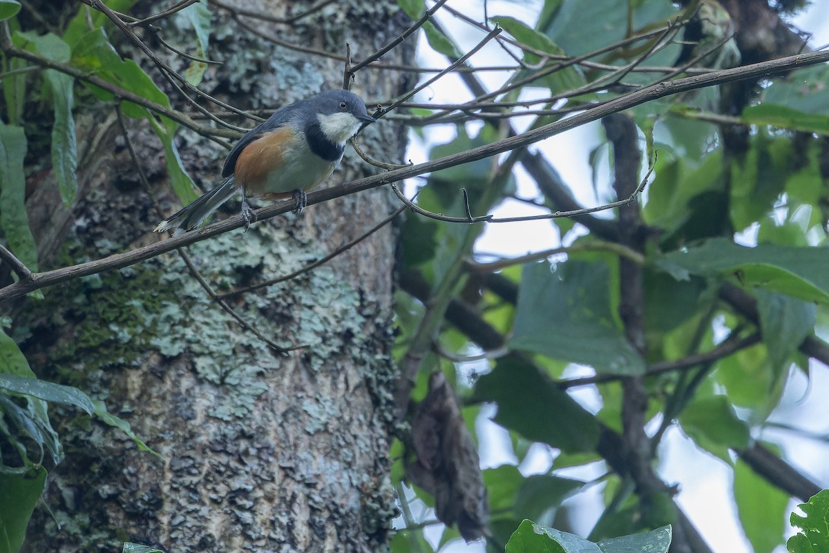 Black-collared Apalis - ML642439452