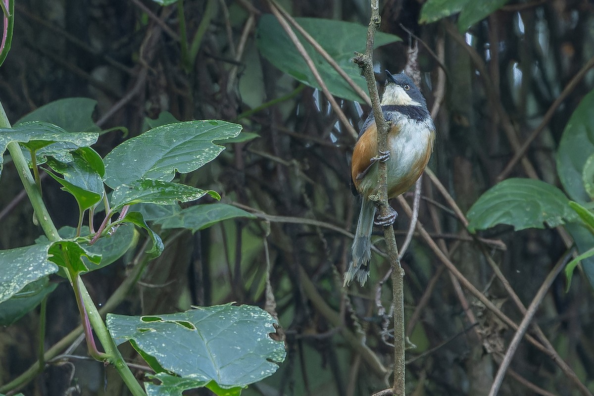 Black-collared Apalis - ML642439453
