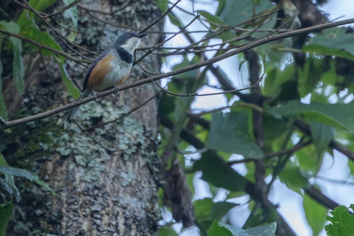 Black-collared Apalis - ML642439454