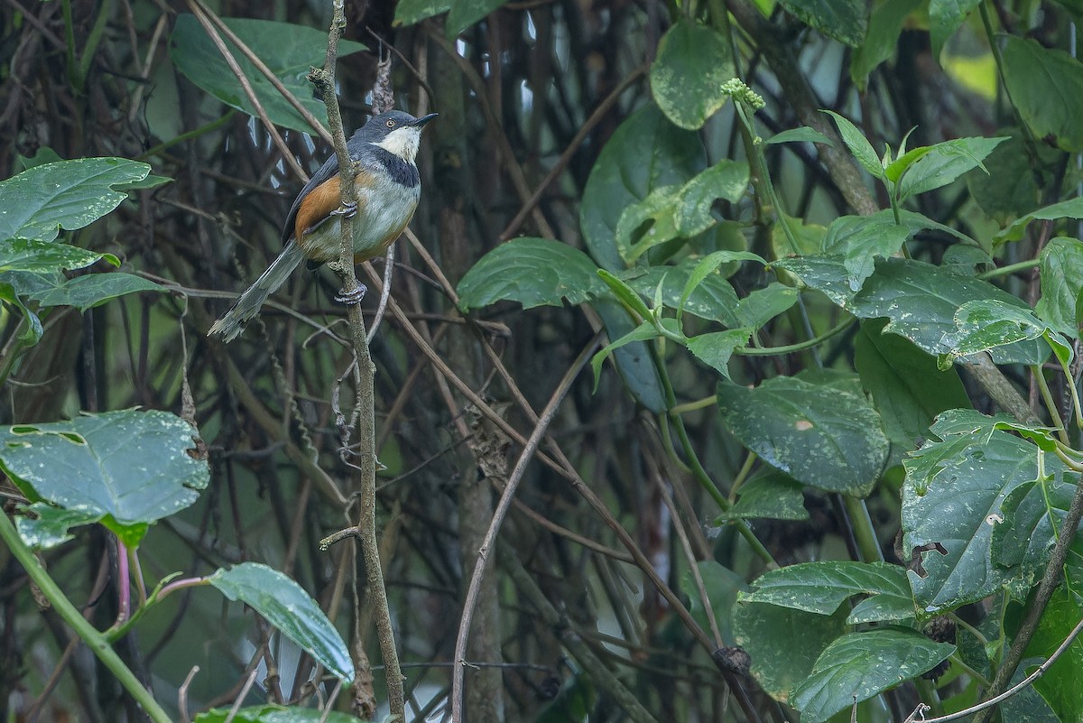 Black-collared Apalis - ML642439456