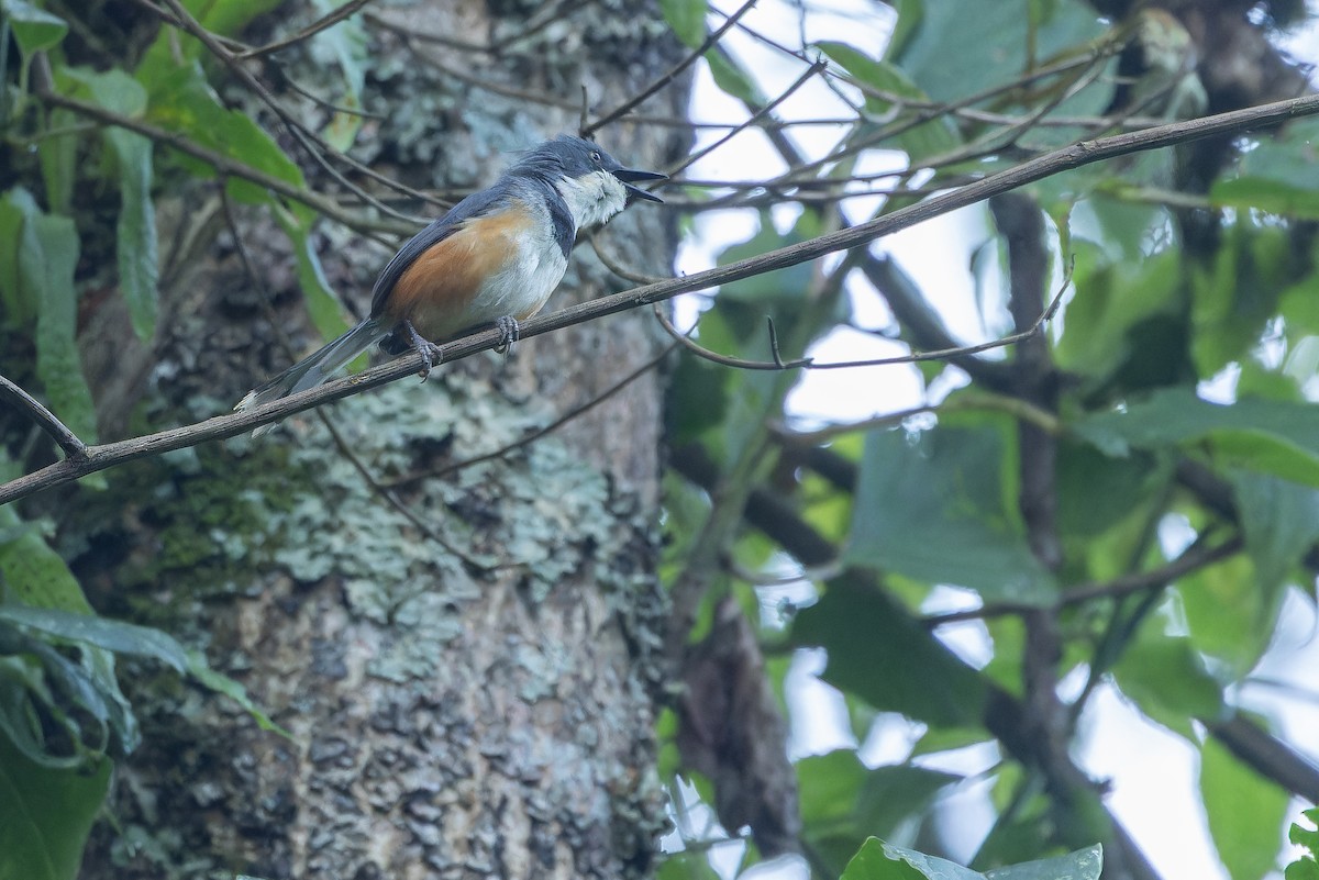 Black-collared Apalis - ML642439457