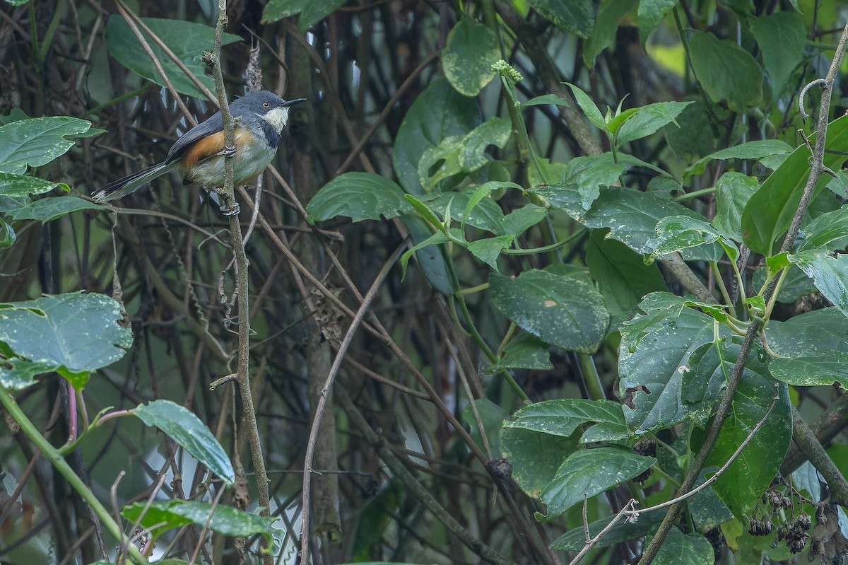 Black-collared Apalis - ML642439463