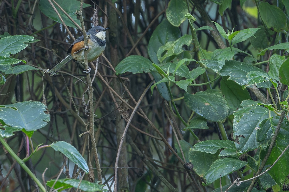 Black-collared Apalis - ML642439465