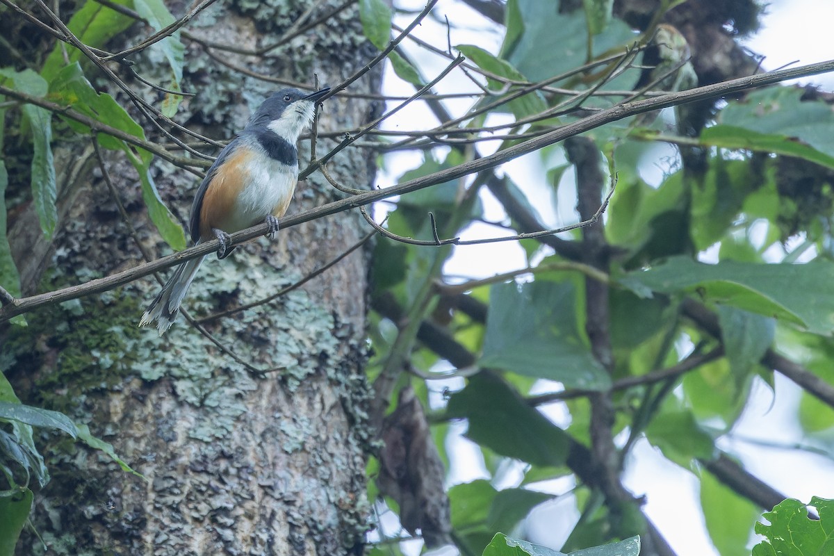 Black-collared Apalis - ML642439466