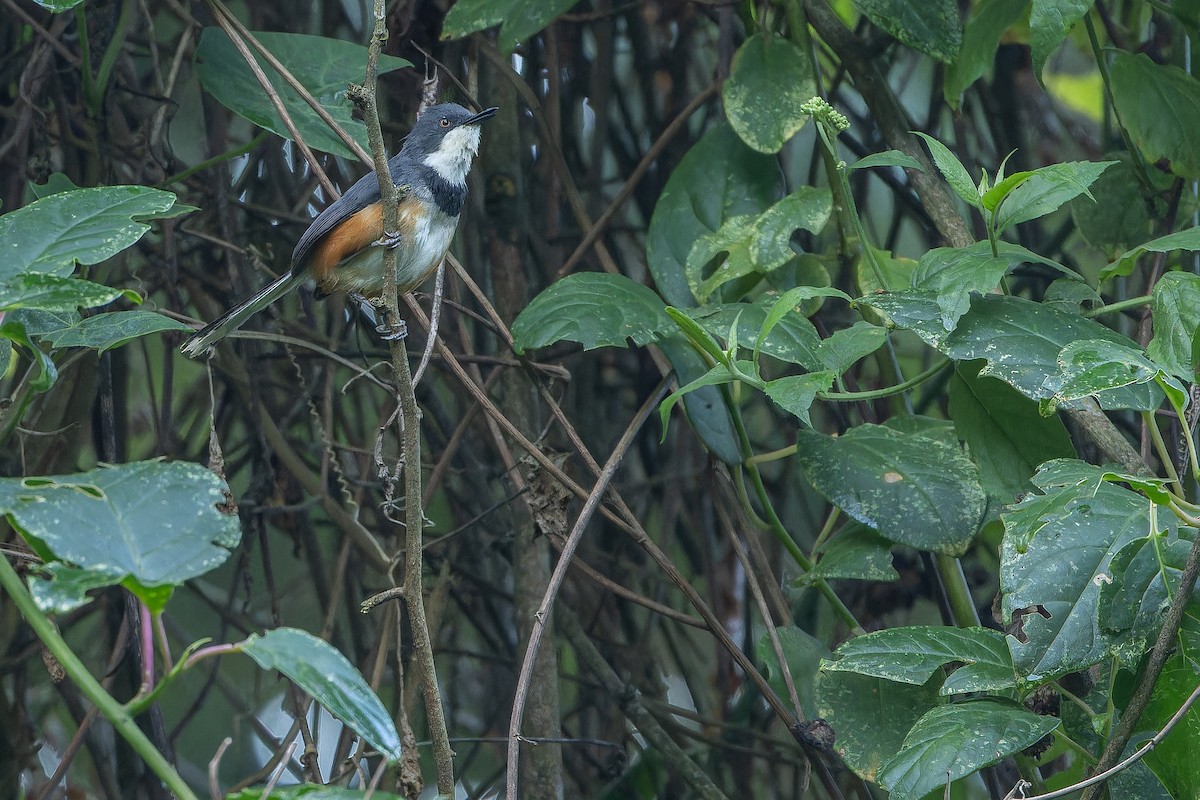 Black-collared Apalis - ML642439467