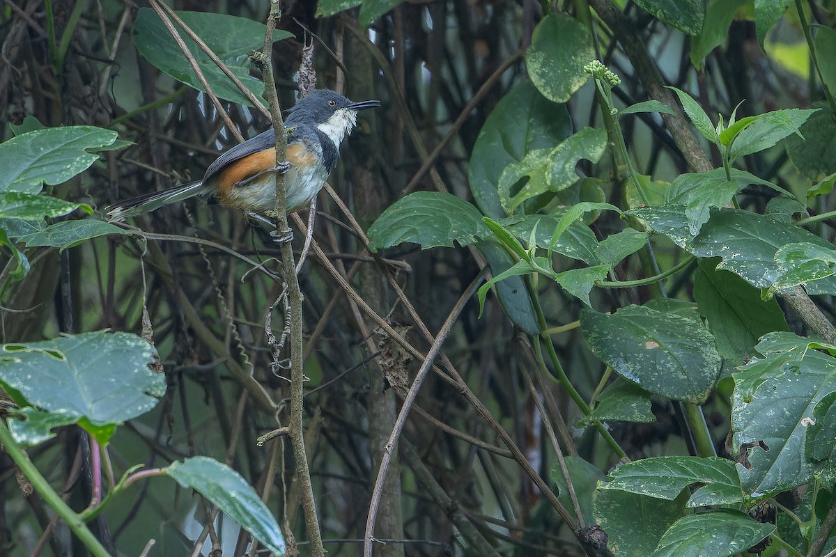 Black-collared Apalis - ML642439468