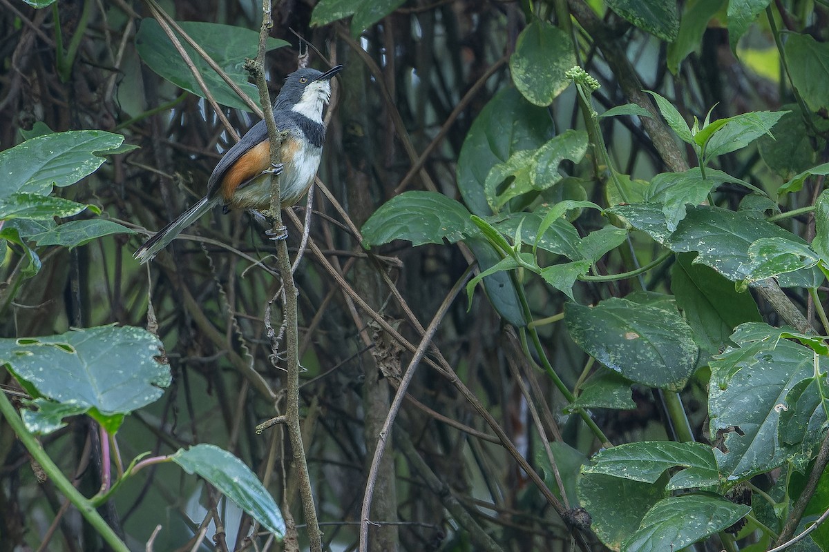 Black-collared Apalis - ML642439469