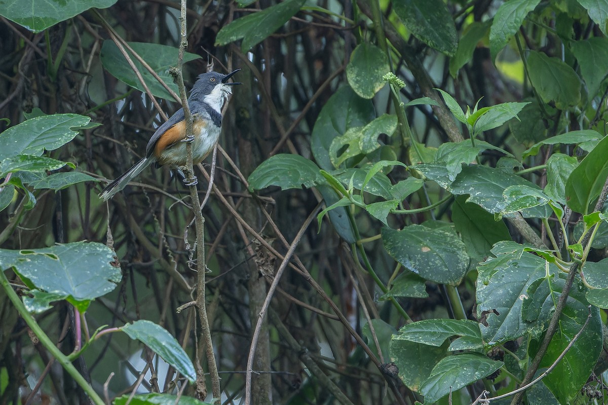 Black-collared Apalis - ML642439470