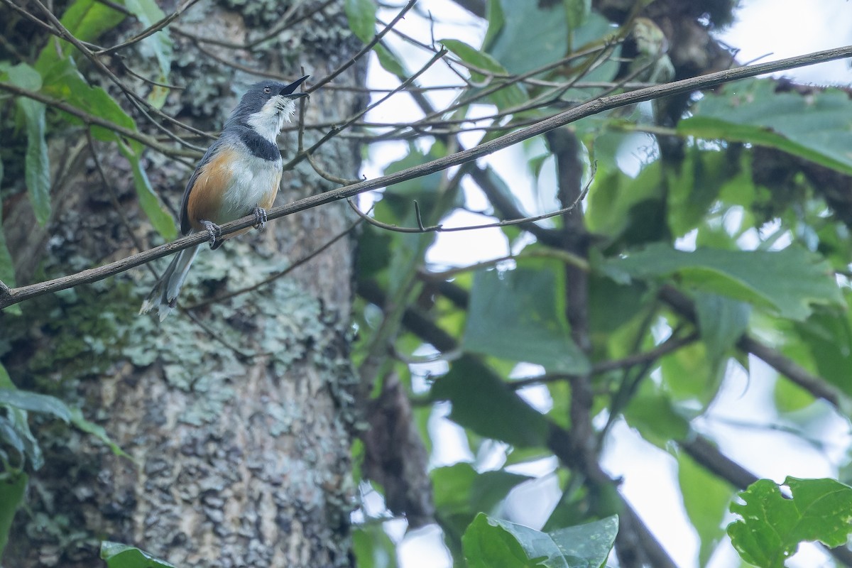 Black-collared Apalis - ML642439471